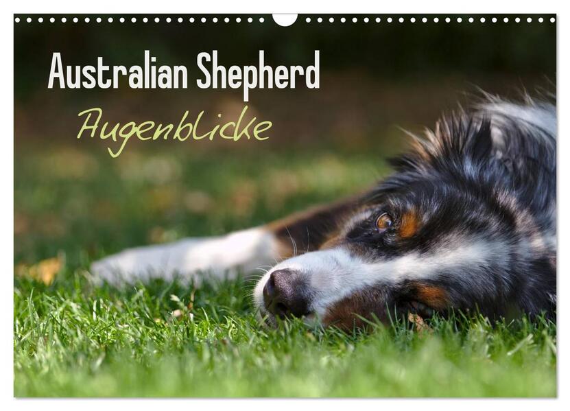 Australian Shepherd - Augenblicke (Wandkalender 2024 DIN A3 quer) CALVENDO Monatskalender