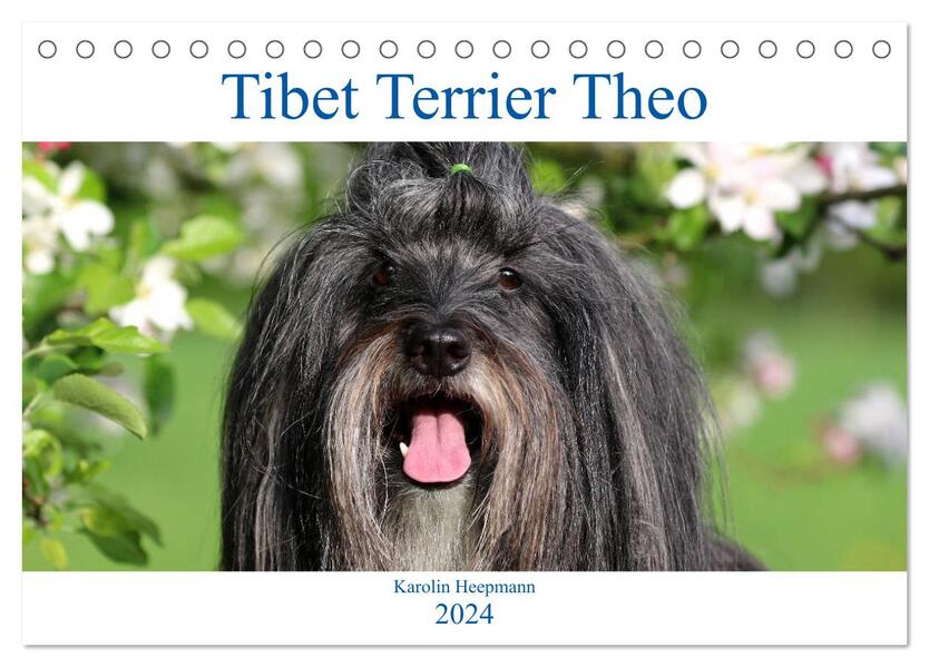 Tibet Terrier Theo (Tischkalender 2024 DIN A5 quer) CALVENDO Monatskalender