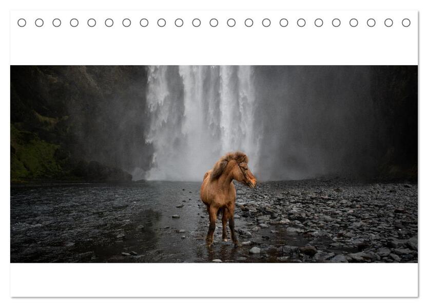 Islandpferde Kalender - Pferde von der Insel aus Feuer und Eis (Tischkalender 2024 DIN A5 quer) CALVENDO Monatskalender