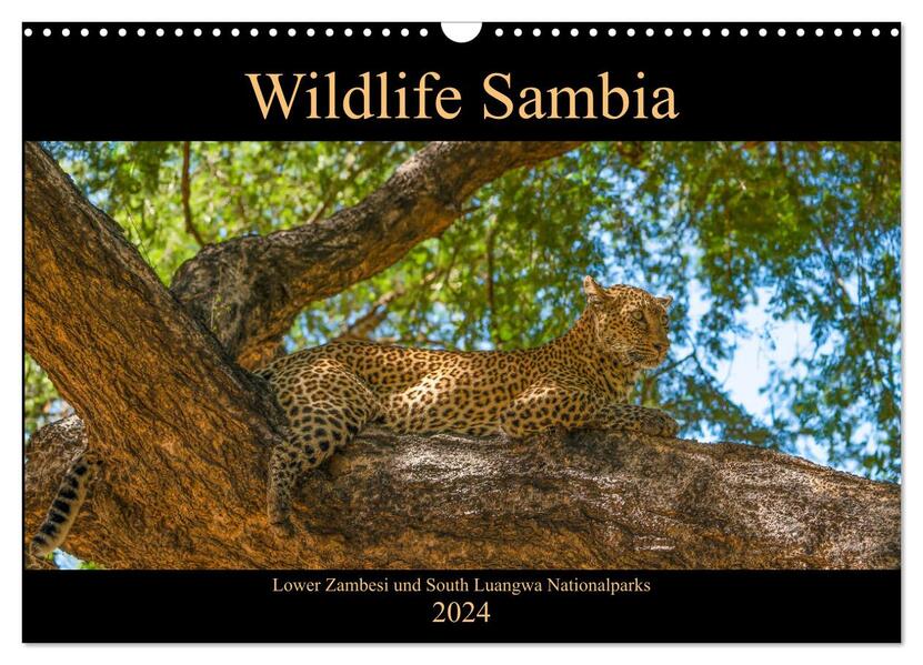 Wildlife Sambia (Wandkalender 2024 DIN A3 quer) CALVENDO Monatskalender