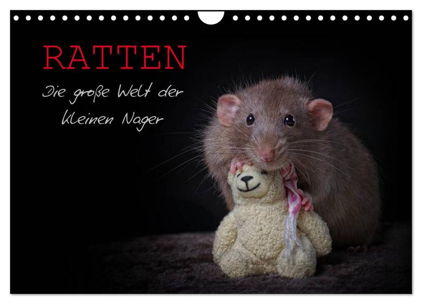 Ratten. Die große Welt der kleinen Nager (Wandkalender 2024 DIN A4 quer) CALVENDO Monatskalender