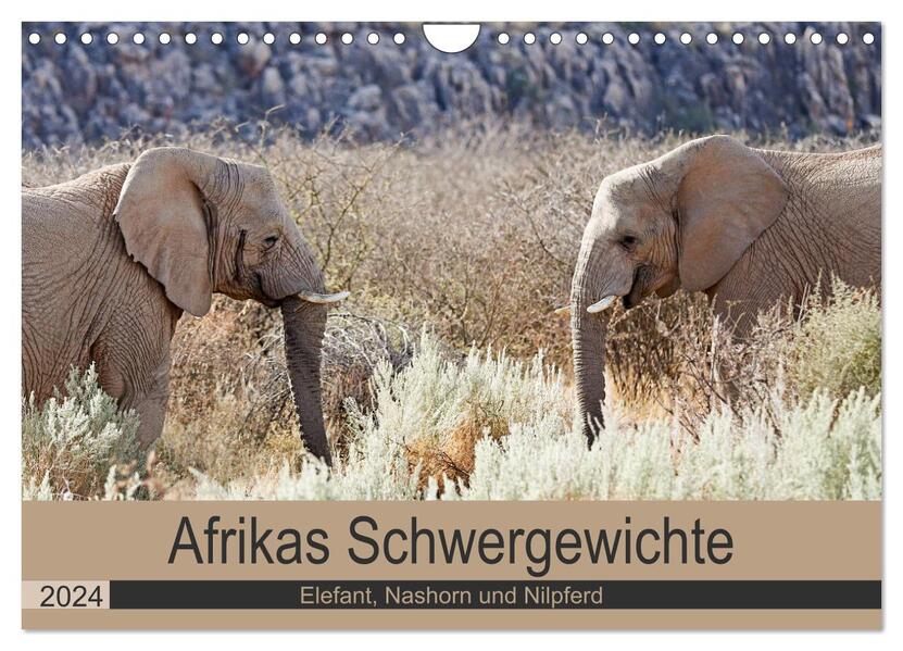 Afrikas Schwergewichte Elefant Nashorn und Nilpferd (Wandkalender 2024 DIN A4 quer) CALVENDO Monatskalender