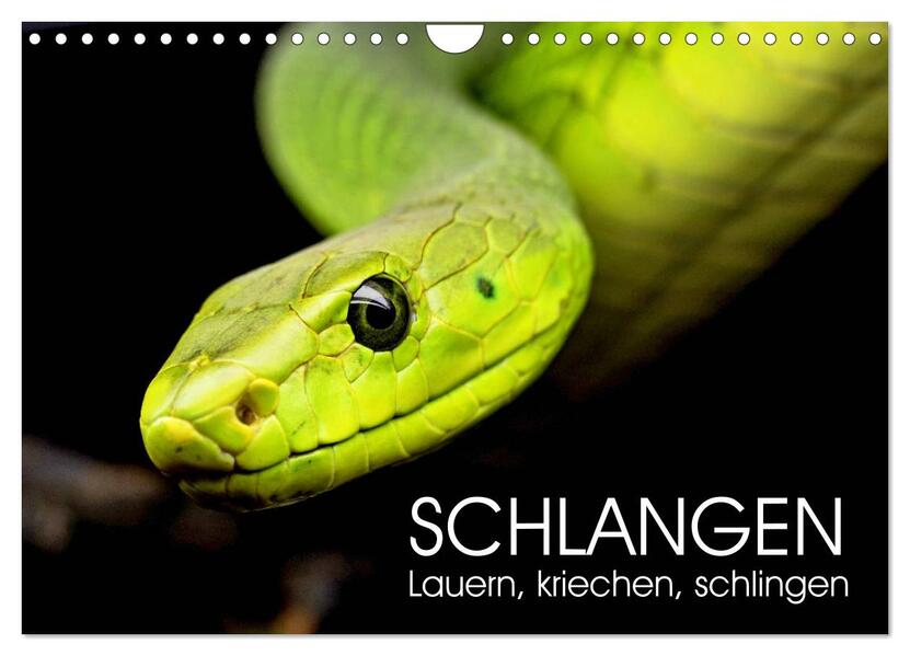 Schlangen. Lauern kriechen schlingen (Wandkalender 2024 DIN A4 quer) CALVENDO Monatskalender