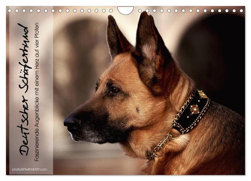 Deutscher Schäferhund Faszinierende Augenblicke mit einem Herz auf vier Pfoten (Wandkalender 2024 DIN A4 quer) CALVENDO Monatskalender