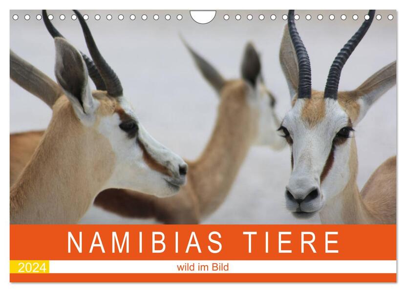 Namibias Tiere - wild im Bild (Wandkalender 2024 DIN A4 quer) CALVENDO Monatskalender