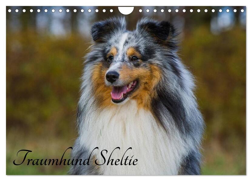 Traumhund Sheltie (Wandkalender 2024 DIN A4 quer) CALVENDO Monatskalender