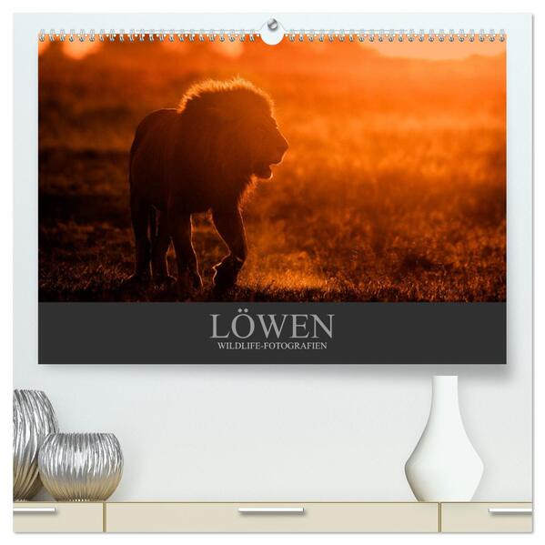 Löwen Wildlife-Fotografien (hochwertiger Premium Wandkalender 2024 DIN A2 quer) Kunstdruck in Hochglanz