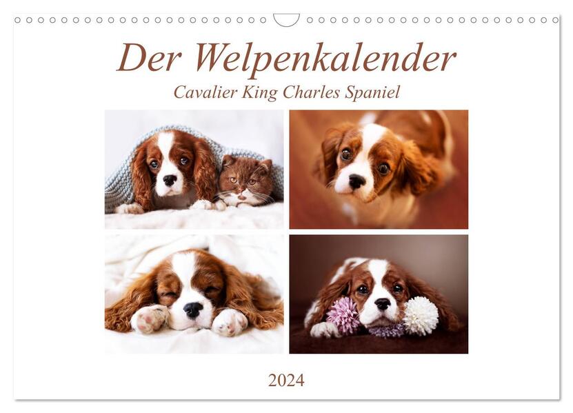 Der Welpenkalender - Cavalier King Charles Spaniel (Wandkalender 2024 DIN A3 quer) CALVENDO Monatskalender