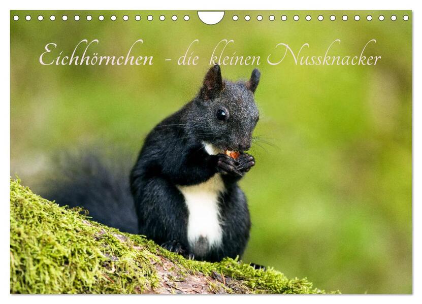 Eichhörnchen - die kleinen Nussknacker (Wandkalender 2024 DIN A4 quer) CALVENDO Monatskalender