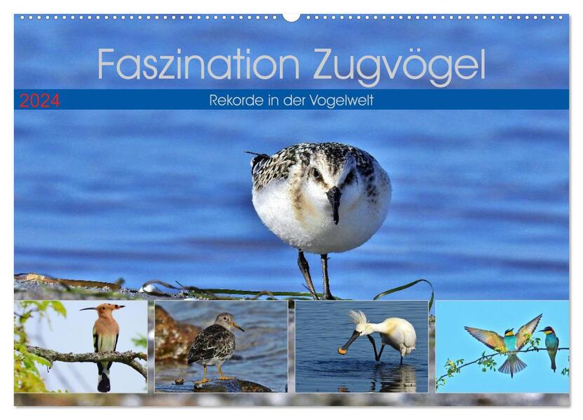 Faszination Zugvögel - Rekorde in der Vogelwelt (Wandkalender 2024 DIN A2 quer) CALVENDO Monatskalender