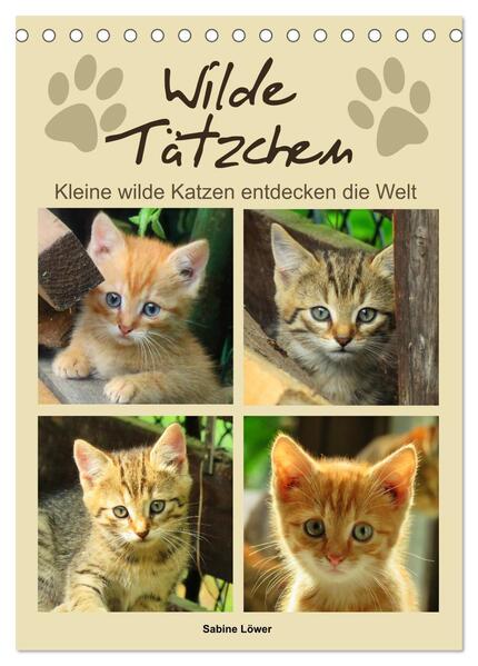 Wilde Tätzchen kleine wilde Katzen entdecken die Welt (Tischkalender 2024 DIN A5 hoch) CALVENDO Monatskalender