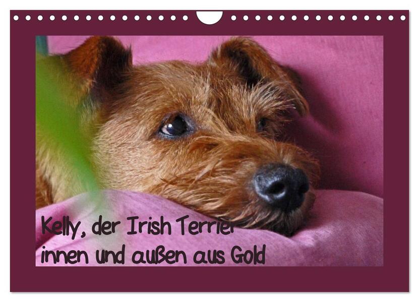 Kelly der Irish Terrier - innen und außen aus Gold (Wandkalender 2024 DIN A4 quer) CALVENDO Monatskalender