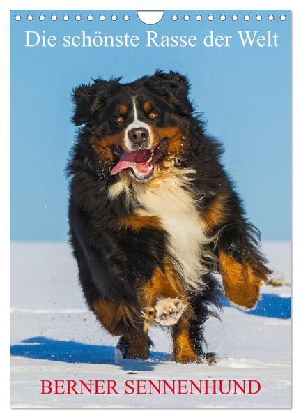 Die schönste Rasse der Welt - Berner Sennenhund (Wandkalender 2024 DIN A4 hoch) CALVENDO Monatskalender
