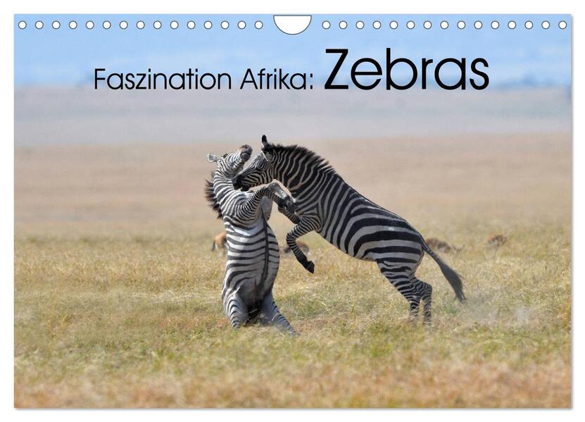 Faszination Afrika: Zebras (Wandkalender 2024 DIN A4 quer) CALVENDO Monatskalender