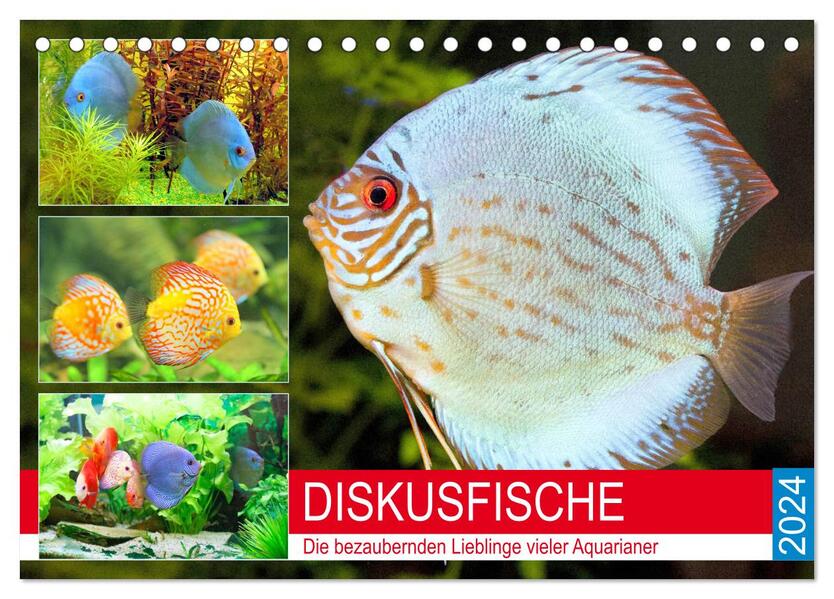 Diskusfische. Die bezaubernden Lieblinge vieler Aquarianer (Tischkalender 2024 DIN A5 quer) CALVENDO Monatskalender