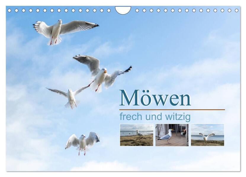 Möwen frech und witzig (Wandkalender 2024 DIN A4 quer) CALVENDO Monatskalender