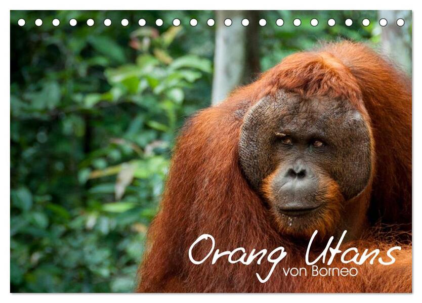 Orang Utans von Borneo Tierkalender 2024 (Tischkalender 2024 DIN A5 quer) CALVENDO Monatskalender