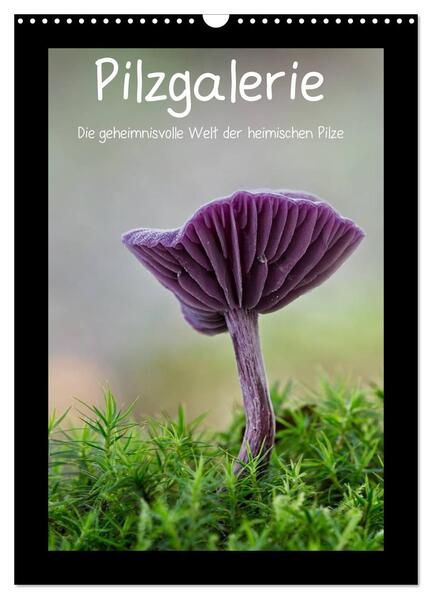 Pilzgalerie - Die geheimnisvolle Welt der heimischen Pilze (Wandkalender 2024 DIN A3 hoch) CALVENDO Monatskalender