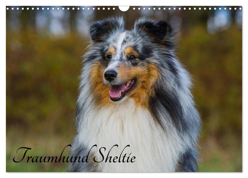 Traumhund Sheltie (Wandkalender 2024 DIN A3 quer) CALVENDO Monatskalender