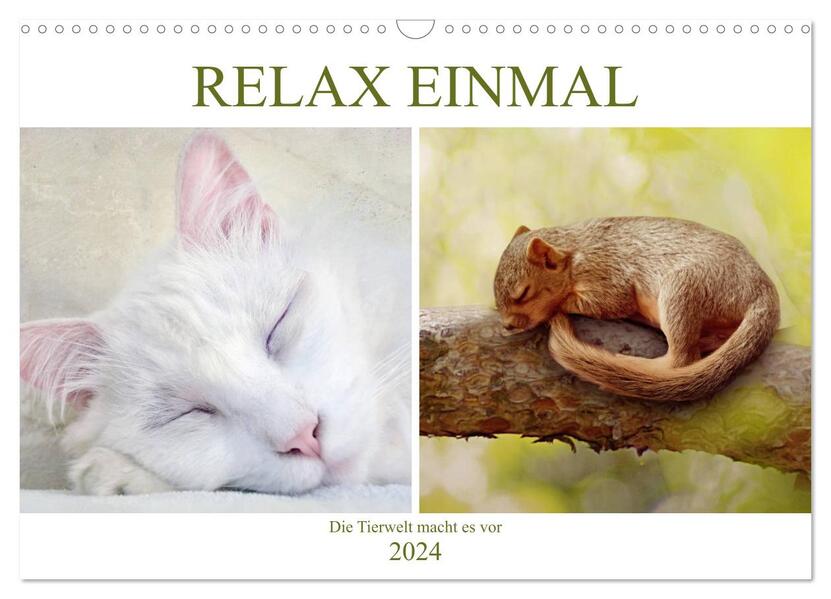 Relax einmal - Die Tierwelt macht es vor (Wandkalender 2024 DIN A3 quer) CALVENDO Monatskalender