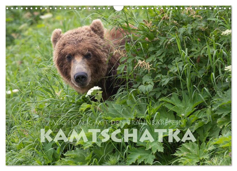 Aug in Aug mit den Braunbären in Kamtschatka (Wandkalender 2024 DIN A3 quer) CALVENDO Monatskalender
