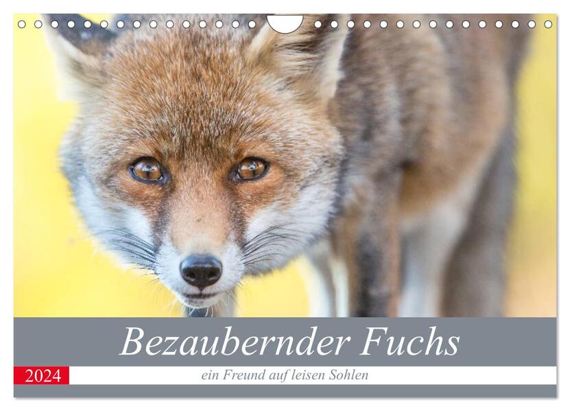 Bezaubernder Fuchs - ein Freund auf leisen Sohlen (Wandkalender 2024 DIN A4 quer) CALVENDO Monatskalender