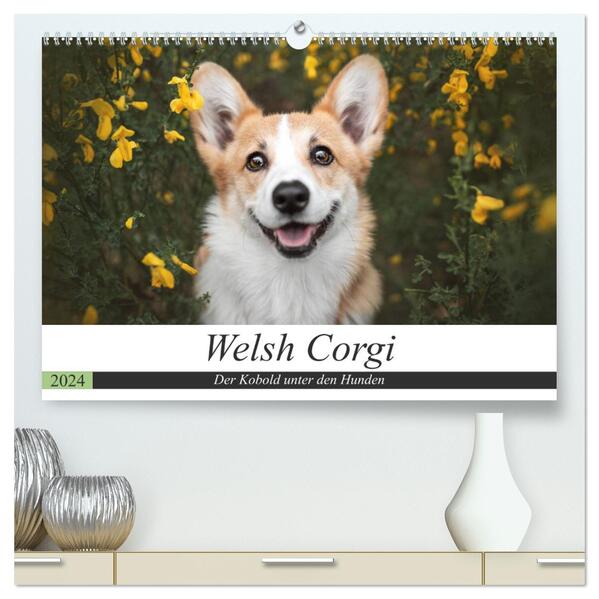 Welsh Corgi - Der Kobold unter den Hunden (hochwertiger Premium Wandkalender 2024 DIN A2 quer) Kunstdruck in Hochglanz