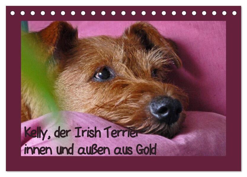 Kelly der Irish Terrier - innen und außen aus Gold (Tischkalender 2024 DIN A5 quer) CALVENDO Monatskalender