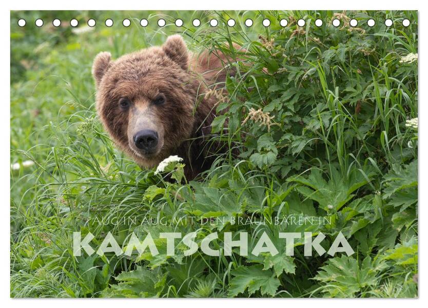 Aug in Aug mit den Braunbären in Kamtschatka (Tischkalender 2024 DIN A5 quer) CALVENDO Monatskalender