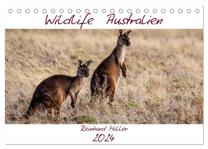 Wildlife Australien (Tischkalender 2024 DIN A5 quer) CALVENDO Monatskalender