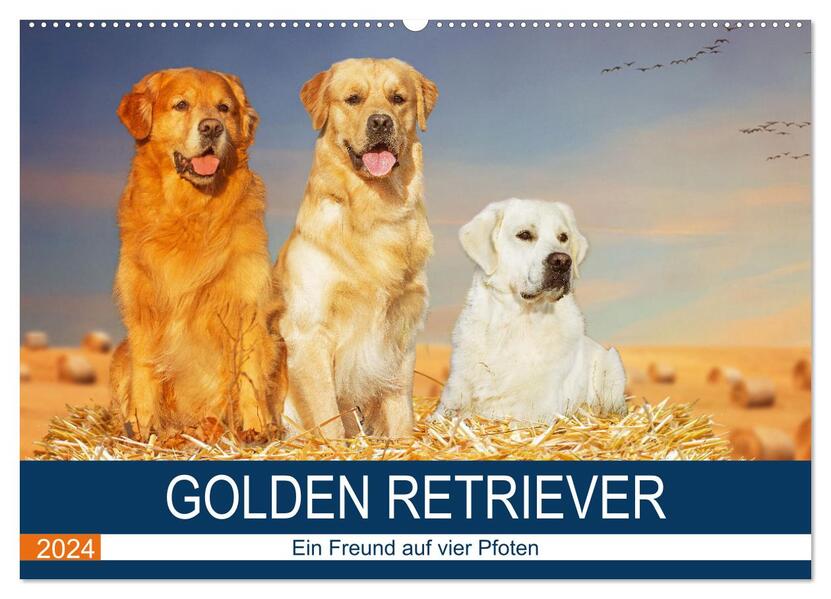 Golden Retriever - Ein Freund auf vier Pfoten (Wandkalender 2024 DIN A2 quer) CALVENDO Monatskalender
