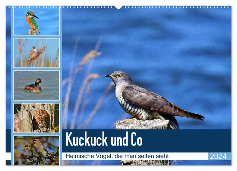 Kuckuck und Co - Heimische Vögel die man selten sieht - Jahresplaner 2024 (Wandkalender 2024 DIN A2 quer) CALVENDO Monatskalender