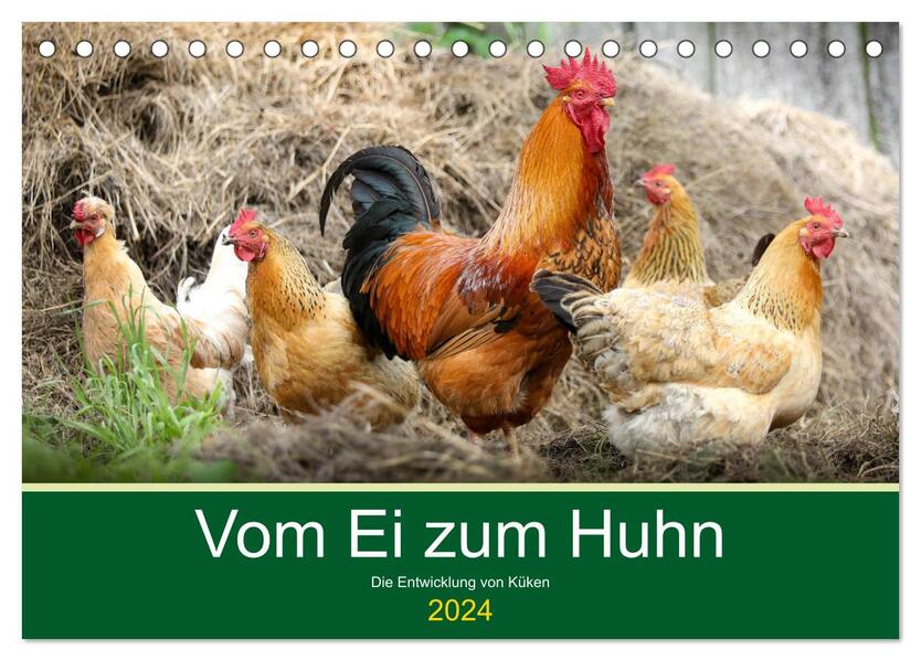 Vom Ei zum Huhn. Die Entwicklung von Küken (Tischkalender 2024 DIN A5 quer) CALVENDO Monatskalender