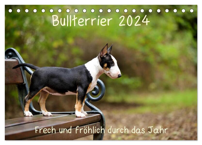Bullterrier 2024 Frech und fröhlich durch das Jahr (Tischkalender 2024 DIN A5 quer) CALVENDO Monatskalender