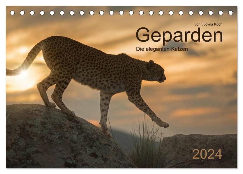 Geparden. Die eleganten Katzen. (Tischkalender 2024 DIN A5 quer) CALVENDO Monatskalender