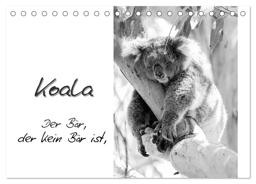 Koala Ein Bär der kein Bär ist (Tischkalender 2024 DIN A5 quer) CALVENDO Monatskalender