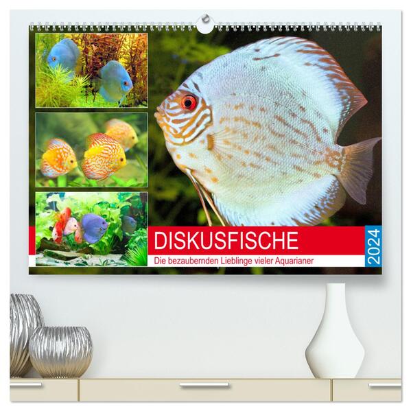 Diskusfische. Die bezaubernden Lieblinge vieler Aquarianer (hochwertiger Premium Wandkalender 2024 DIN A2 quer) Kunstdruck in Hochglanz
