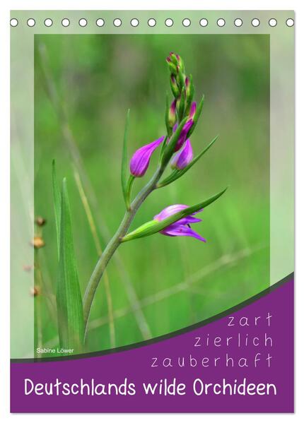 Deutschlands wilde Orchideen (Tischkalender 2024 DIN A5 hoch) CALVENDO Monatskalender