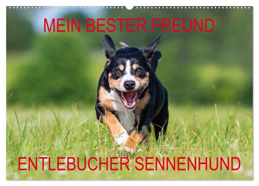Mein bester Freund - Entlebucher Sennenhund (Wandkalender 2024 DIN A2 quer) CALVENDO Monatskalender