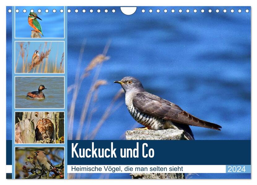 Kuckuck und Co - Heimische Vögel die man selten sieht - Jahresplaner 2024 (Wandkalender 2024 DIN A4 quer) CALVENDO Monatskalender