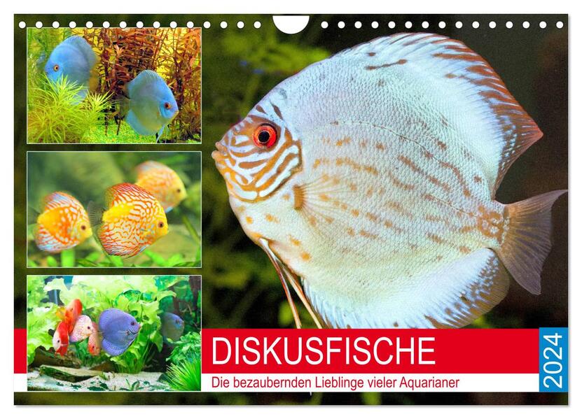 Diskusfische. Die bezaubernden Lieblinge vieler Aquarianer (Wandkalender 2024 DIN A4 quer) CALVENDO Monatskalender