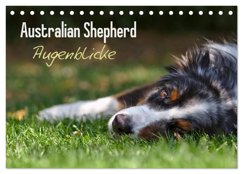 Australian Shepherd - Augenblicke (Tischkalender 2024 DIN A5 quer) CALVENDO Monatskalender