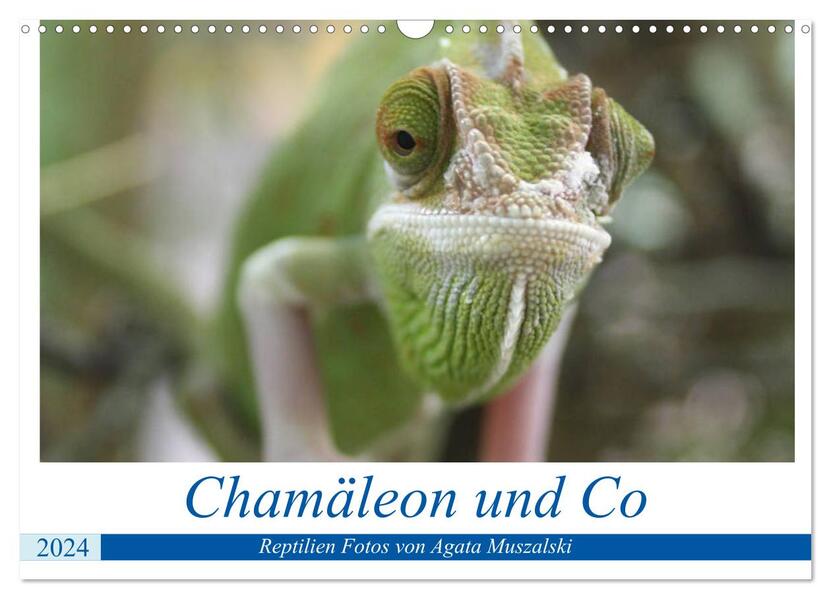 Chamäleon und Co (Wandkalender 2024 DIN A3 quer) CALVENDO Monatskalender