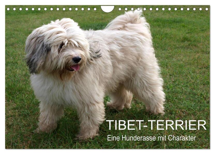 Tibet-Terrier - Eine Hunderasse mit Charakter (Wandkalender 2024 DIN A4 quer) CALVENDO Monatskalender