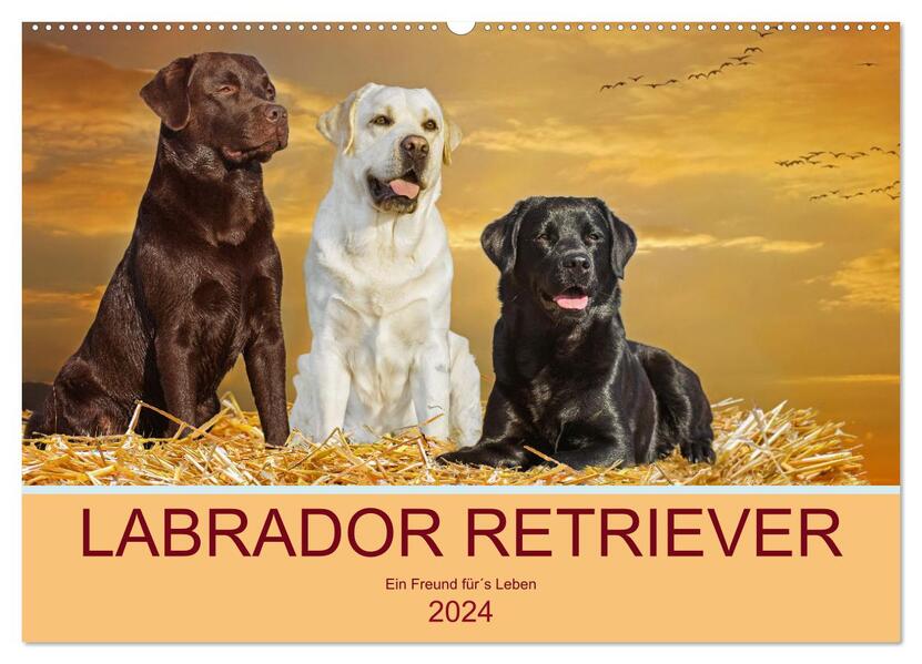 Labrador Retriever - Ein Freund fürs Leben (Wandkalender 2024 DIN A2 quer) CALVENDO Monatskalender