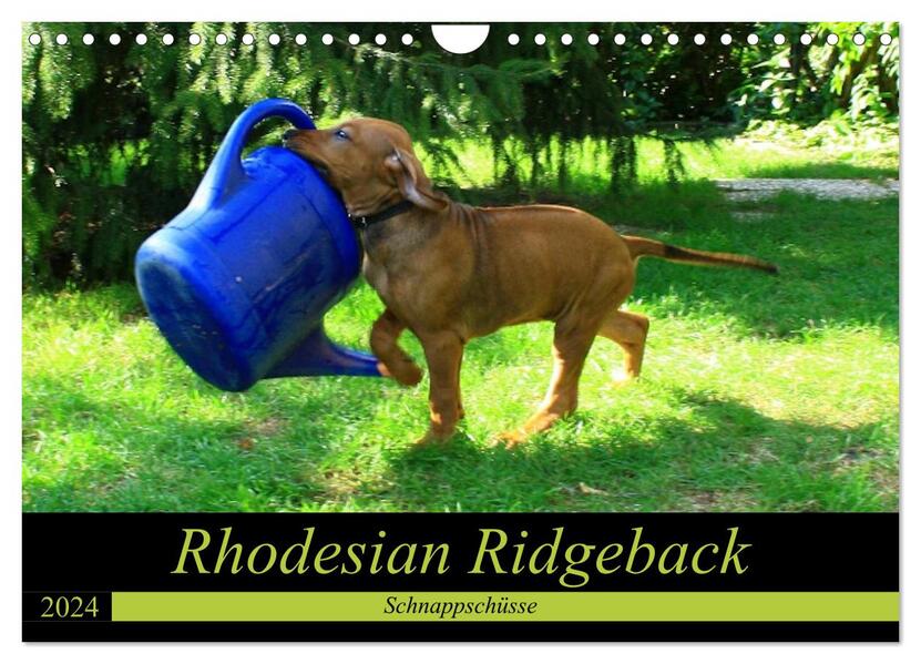 Rhodesian Ridgeback - Schnappschüsse - (Wandkalender 2024 DIN A4 quer) CALVENDO Monatskalender