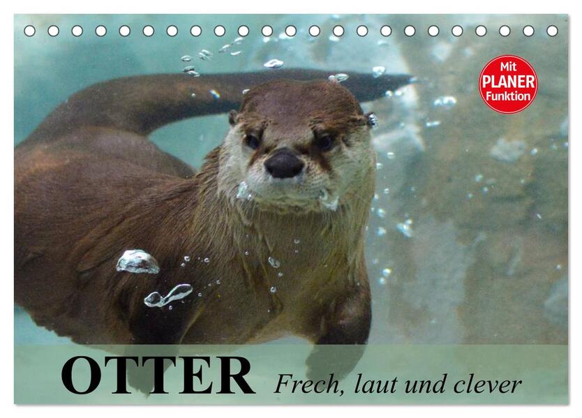 Otter. Frech laut und clever (Tischkalender 2024 DIN A5 quer) CALVENDO Monatskalender
