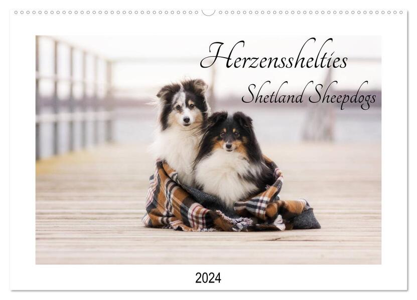 Herzensshelties - Shetland Sheepdogs (Wandkalender 2024 DIN A2 quer) CALVENDO Monatskalender