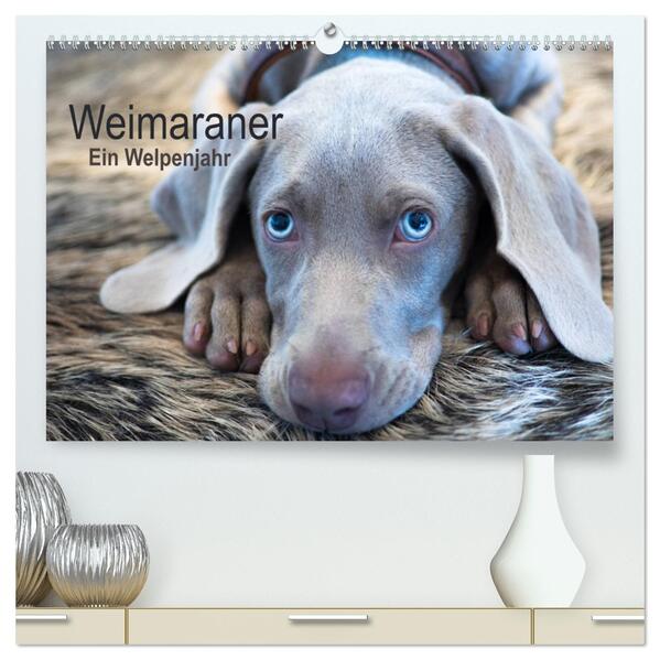 Weimaraner - Ein Welpenjahr (hochwertiger Premium Wandkalender 2024 DIN A2 quer) Kunstdruck in Hochglanz