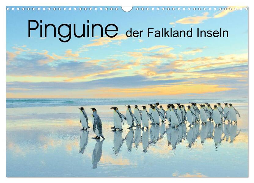 Pinguine der Falkland Inseln (Wandkalender 2024 DIN A3 quer) CALVENDO Monatskalender